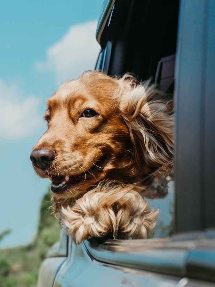 dog bite insurance claims settlement