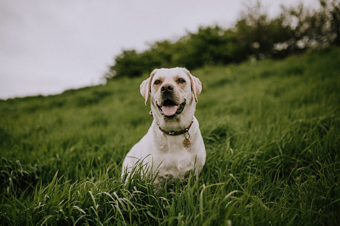 dog bite insurance claims settlement